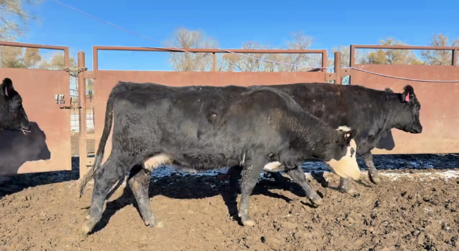 All 3-4 yr olds-Bred Simm/Angus- Calve April 1st 45 days-BC1208E5